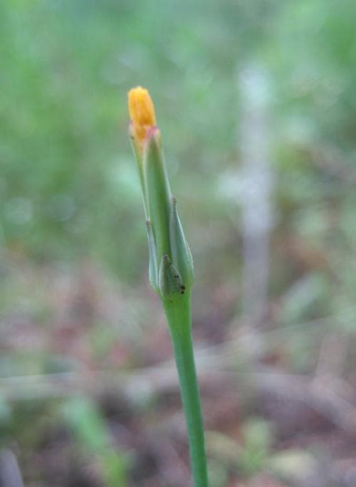 åkerfibbla Hypochaeris glabra