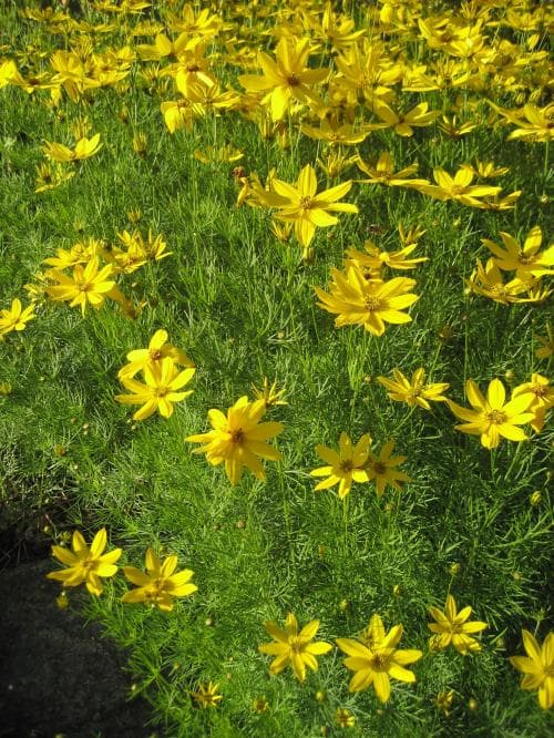 höstöga Coreopsis verticillata