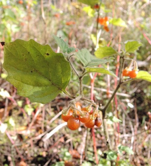 gul nattskatta Solanum villosum subsp. villosum