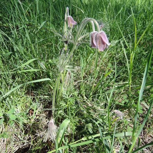 fältsippa Pulsatilla pratensis