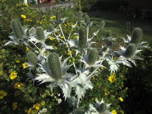 silvermartorn Eryngium giganteum