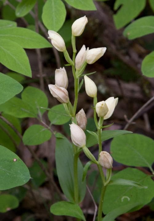 stor skogslilja Cephalanthera damasonium