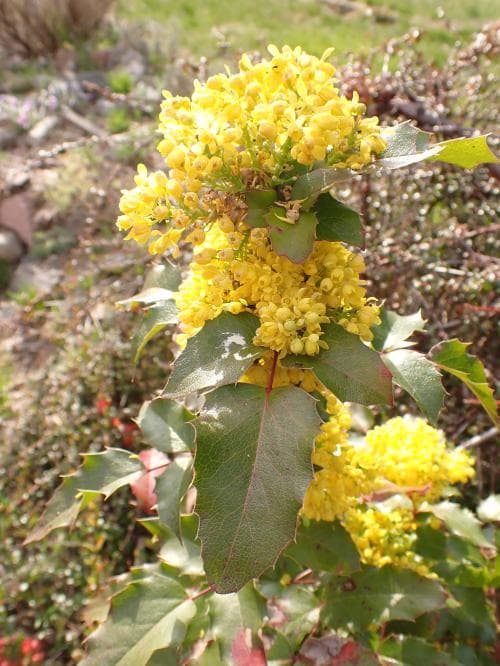mahonia Mahonia aquifolium
