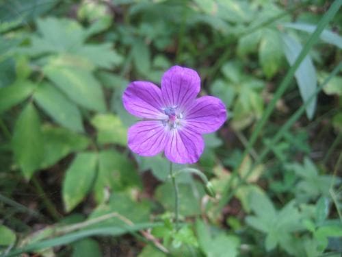 kärrnäva Geranium palustre