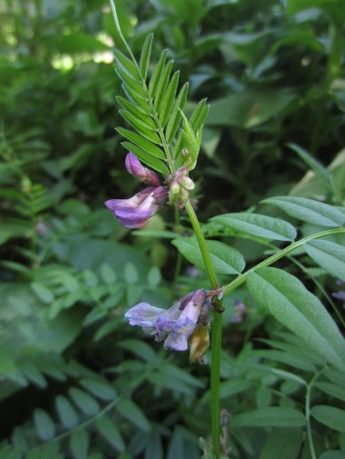 sydhäckvicker Vicia sepium subsp. sepium