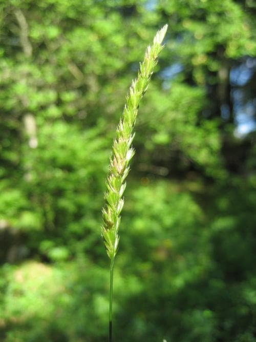 kamäxing Cynosurus cristatus