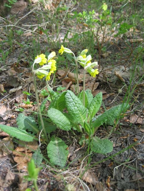 gullviva Primula veris