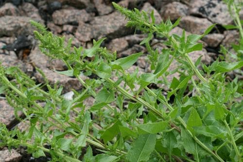 strandbeta Beta vulgaris subsp. maritima