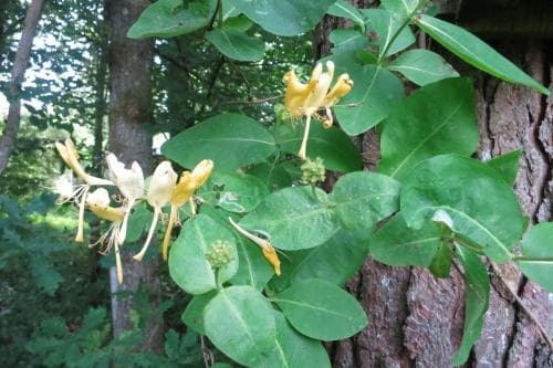 vildkaprifol Lonicera periclymenum