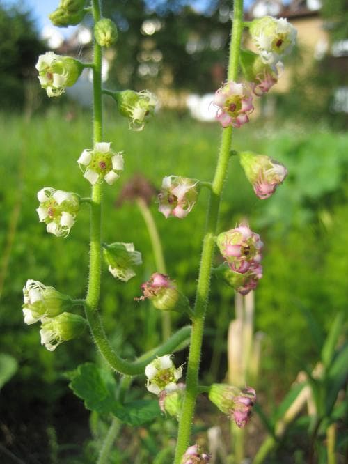 anagrambräcka Tellima grandiflora