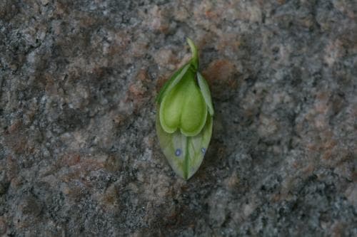 vanligt jungfrulin Polygala vulgaris subsp. vulgaris