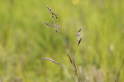 sjötåtel Deschampsia setacea