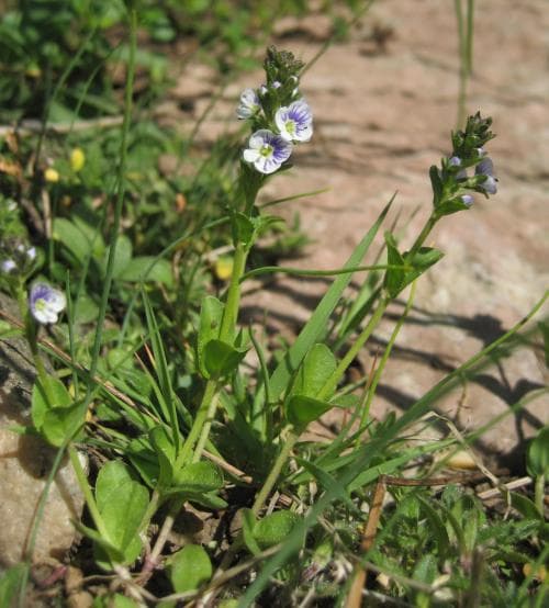 vanlig majveronika Veronica serpyllifolia subsp. serpyllifolia