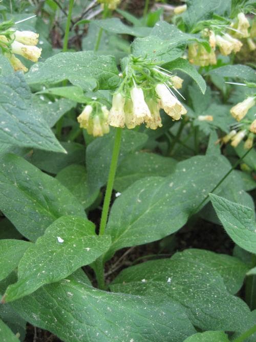 gul vallört Symphytum tuberosum