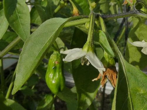 spanskpeppar Capsicum annuum