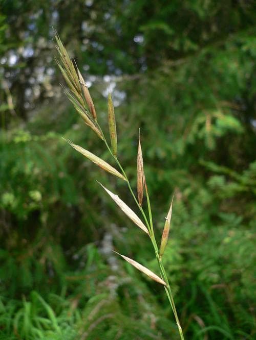 backskafting Brachypodium pinnatum