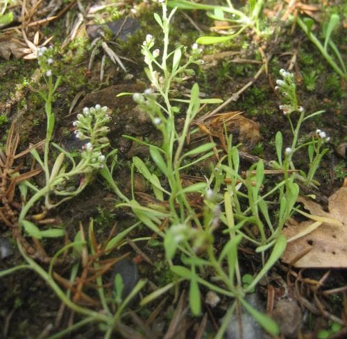 skorem Corrigiola litoralis