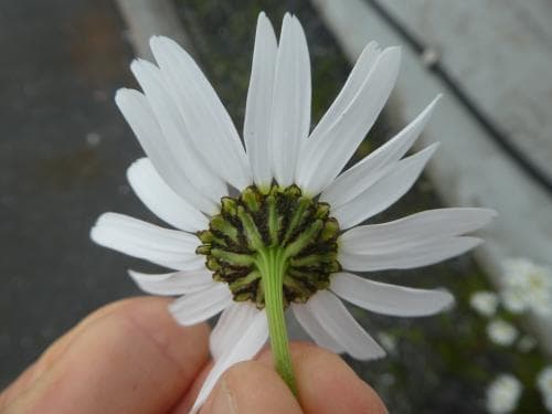 brunbaldersbrå Tripleurospermum maritimum subsp. phaeocephalum
