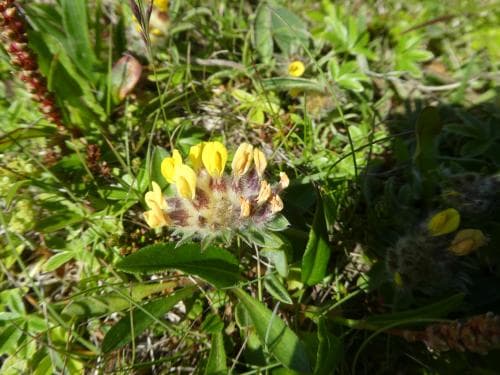 isländsk getväppling Anthyllis vulneraria subsp. borealis