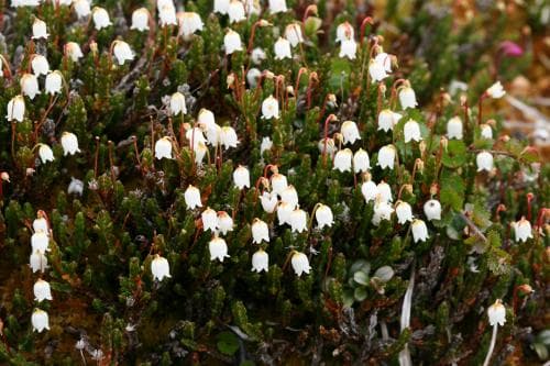 kantljung Cassiope tetragona