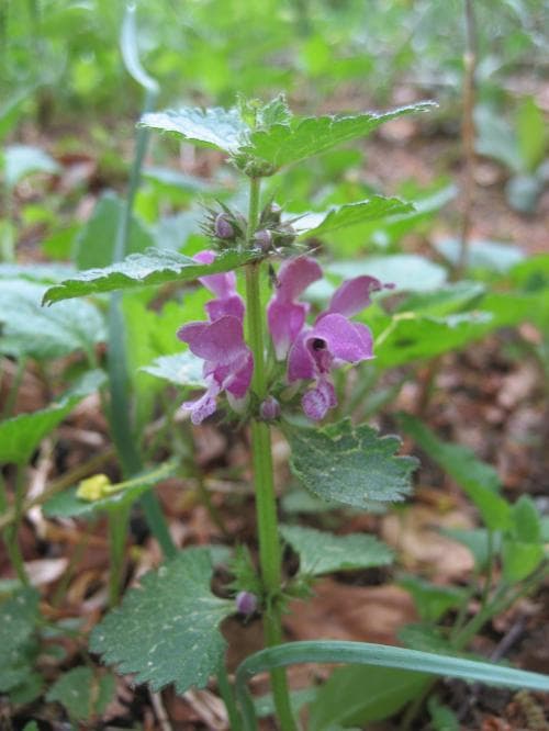 rosenplister Lamium maculatum