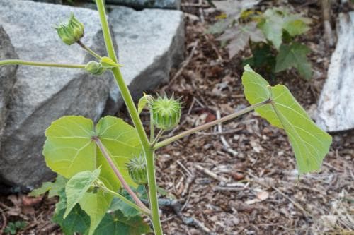 lindmalva Abutilon theophrasti
