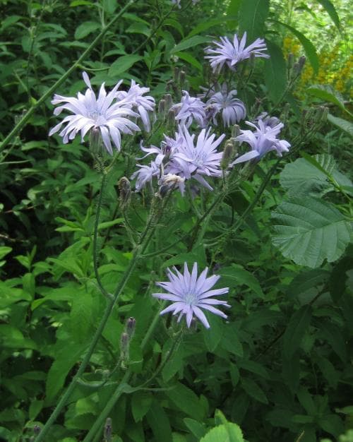 parksallat Lactuca macrophylla subsp. uralensis