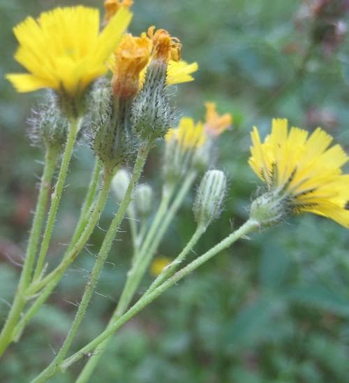 blåfibbla Pilosella cymosa subsp. praealta