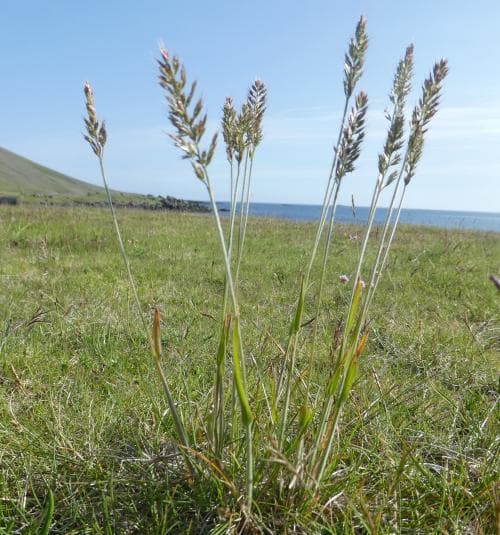 isländsk fjällhavre Trisetum spicatum subsp. pilosiglume