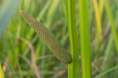 kalmus Acorus calamus