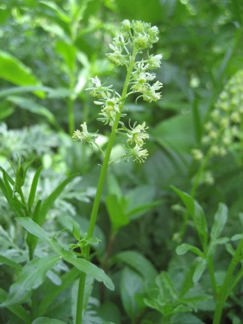gulreseda Reseda lutea