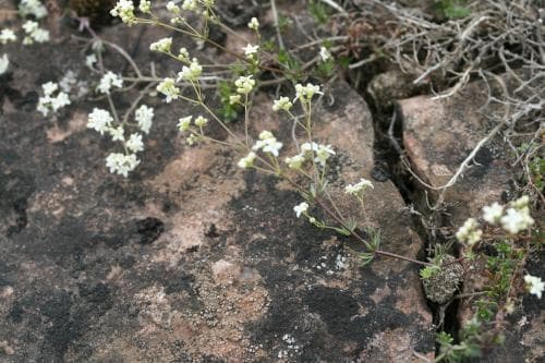 ölandsmåra Galium oelandicum
