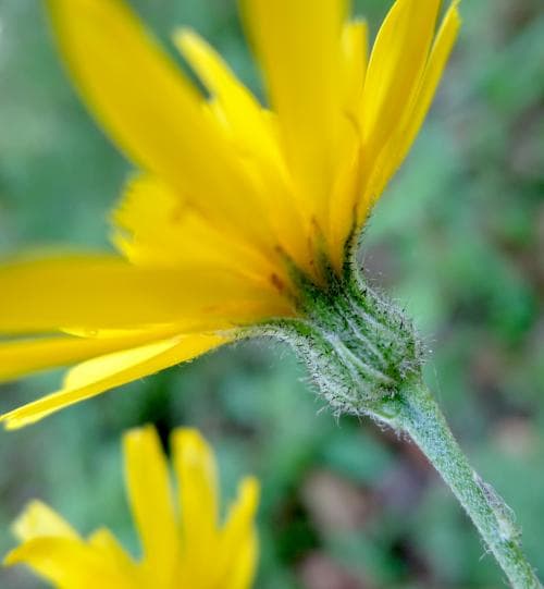 hagfibbla Hieracium triviale