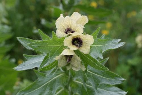 bolmört Hyoscyamus niger