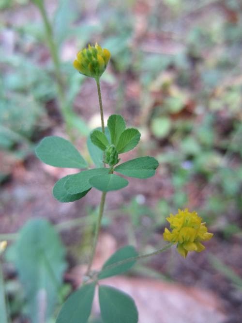 trådklöver Trifolium dubium