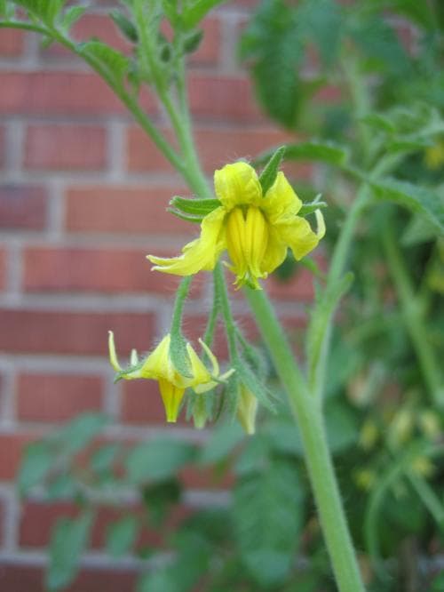 tomat Solanum lycopersicum