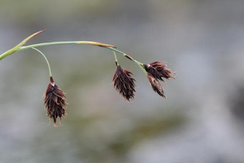 svedstarr Carex atrofusca