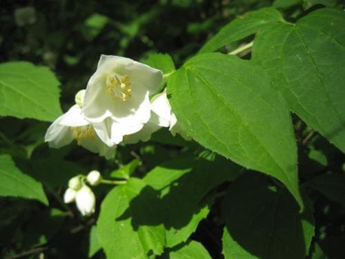 doftschersmin Philadelphus coronarius