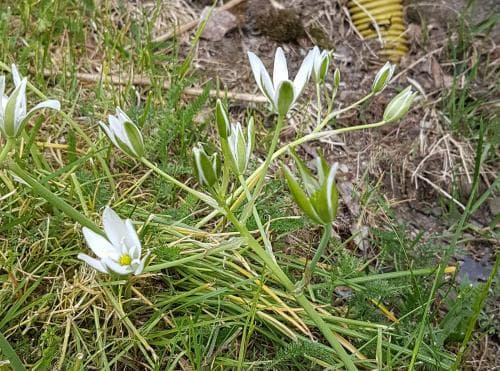 spärrmorgonstjärna Ornithogalum divergens