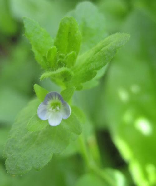 åkerveronika Veronica agrestis