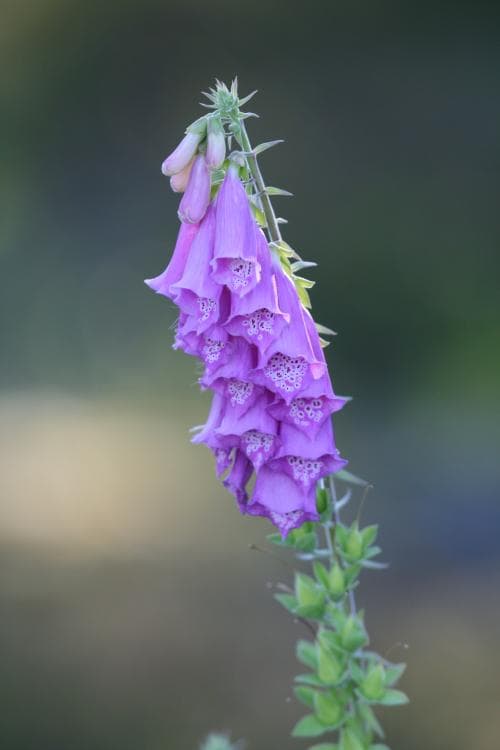 fingerborgsblomma Digitalis purpurea