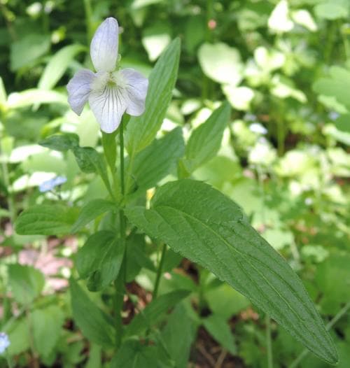 storviol Viola elatior