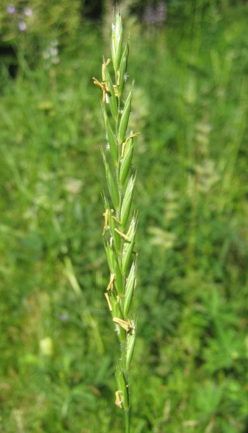 kvickrot Elytrigia repens