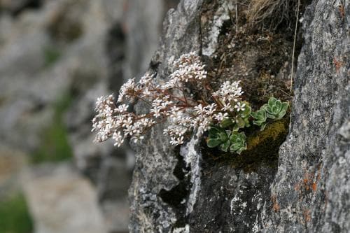fjällbrud Saxifraga cotyledon