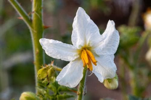 blek taggborre Solanum sisymbriifolium