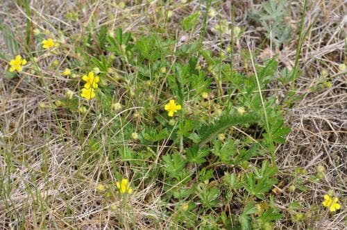 backfingerört Potentilla sterneri