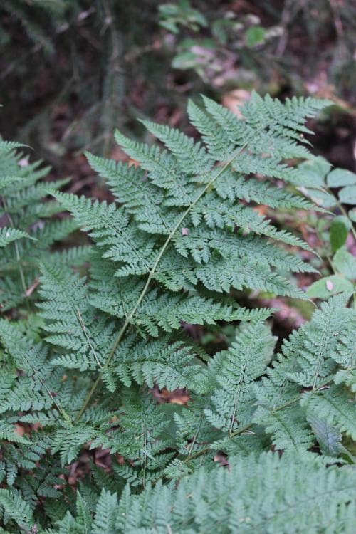 lundbräken Dryopteris dilatata