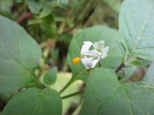 vanlig nattskatta Solanum nigrum subsp. nigrum