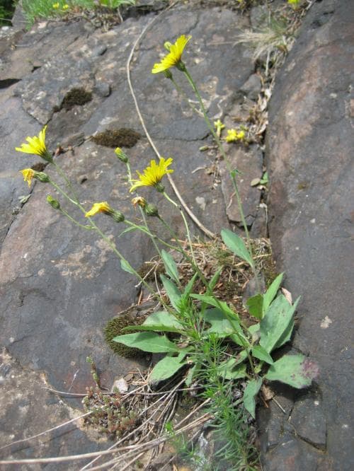 blyfibbla Hieracium plumbeum