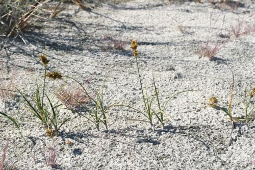 sandstarr Carex arenaria